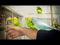 8 hour Budgie Sounds for Lonely birds to make them happy