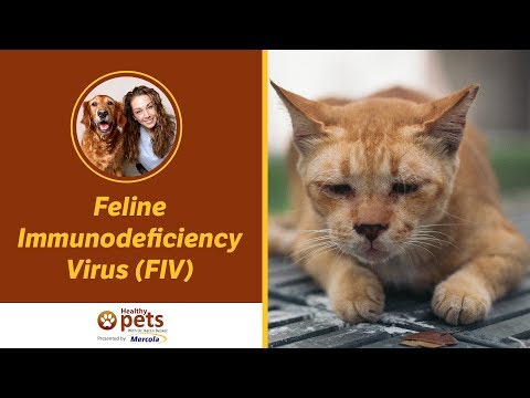 Dr. Becker Discusses Feline Immunodeficiency Virus (FIV)