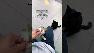 Download lagu sedap sangat sampai pejam² mata #cutecat #streetcats #shorts #catlovers mp3 Download lagu sedap sangat sampai pejam² mata #cutecat #streetcats #shorts #catlovers mp3