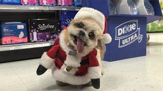 Duane Reade Holiday Adventure (feat. Marnie the Dog)