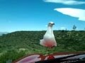 Seagull