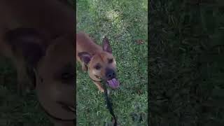 Video preview image #1 Labrador Retriever-Unknown Mix Puppy For Sale in Pompano Beach , FL, USA
