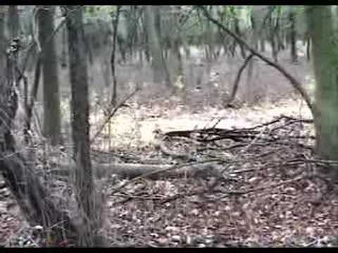 Robinson Woods Video 1