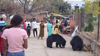 preview picture of video 'Chandi Mata Mandir Bagbahara || Temple of Bears || Manoj Dailyfilms ||'