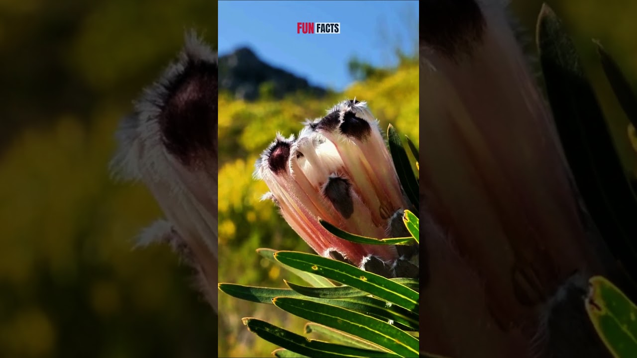 This Flower THRIVES in Wildfires! #protea  #Proteanitida