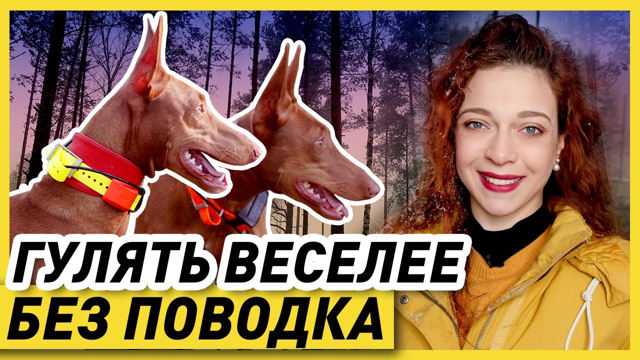 КАК ГУЛЯТЬ С СОБАКОЙ БЕЗ ПОВОДКА (весь процесс) | Где, как и когда можно отпускать собаку с поводка?
