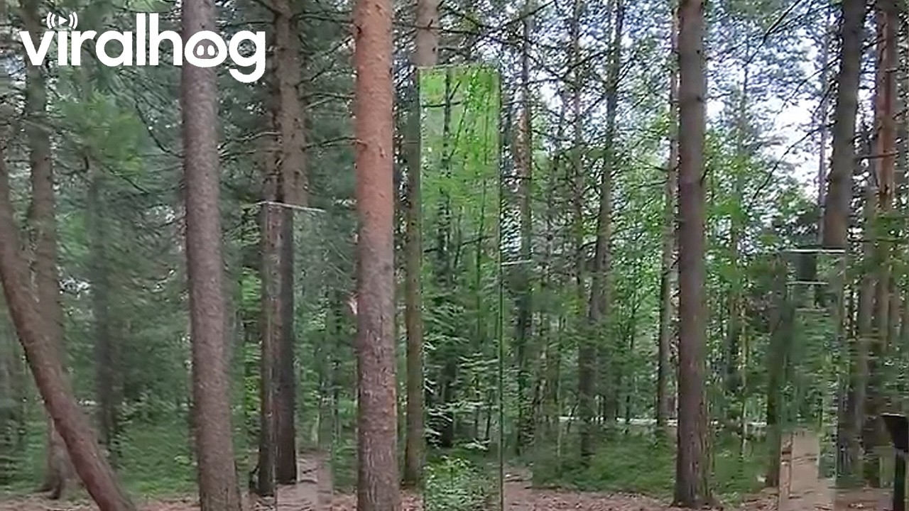 Mesmerizing Mirror Forest || ViralHog