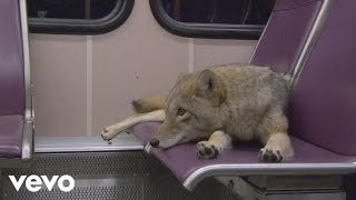 Modest Mouse - Coyotes (Official Music Video)