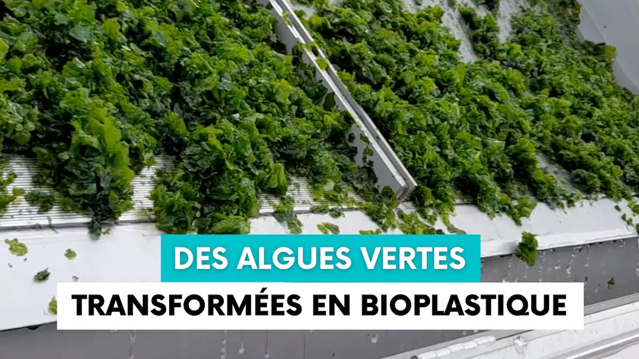 Eranova transforme les algues vertes de l’Étang de Berre en bioplastique