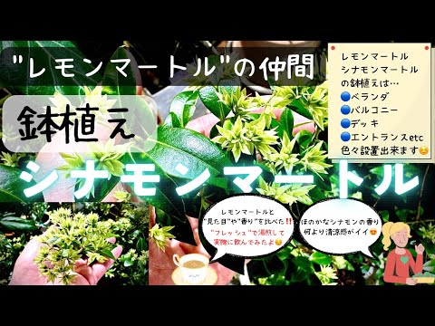 ピートマートル 植物