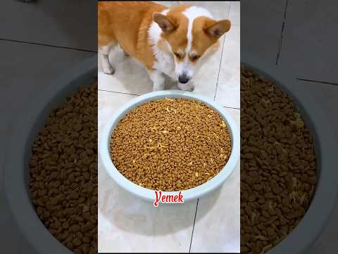 Yaramaz Köpek Sahibine Sevimli Bir Sürpriz Getirdi😍❤️