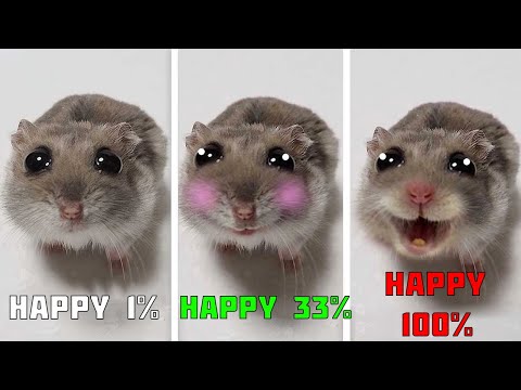 Sad Hamster Everytime with more Happy