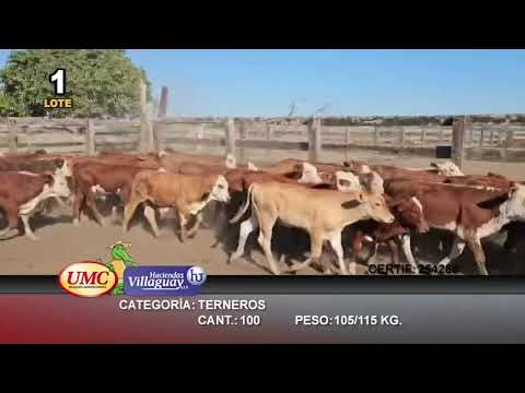 Lote 100 Terneros en Itatí, Corrientes
