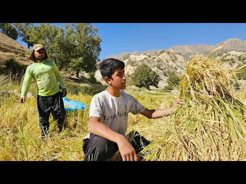 Working in Ostad Bana's rice field with her family.❤️❤️❤️❤️❤️