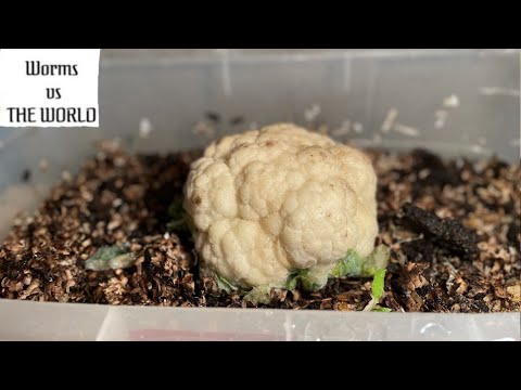 Cauliflower vs Worms | 25 Day Time Lapse Fast Playback