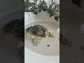Pixie Frog