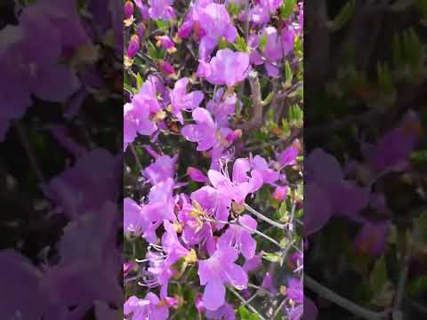 屋内のつつじ 植物