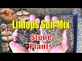 How to make LITHOPS Soil Mix | Growing Succulents with LizK
