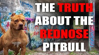 THE RED NOSE AMERICAN PITBULL TERRIER