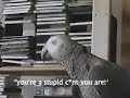 X Rated Parrot 51
