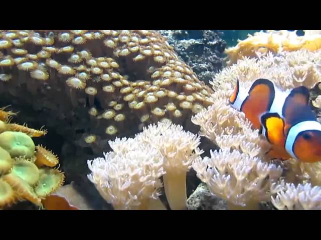 Sri Lanka Coral Reef Enrichment Program launched by Live Tropical Fish Exporters