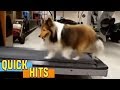 Dog Cheats on the Treadmill | AFV 