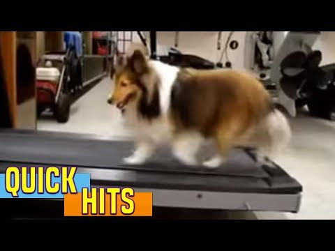download lagu mp3 mp4 Dog On Treadmill Cheating, download lagu Dog On Treadmill Cheating gratis, unduh video klip Dog On Treadmill Cheating