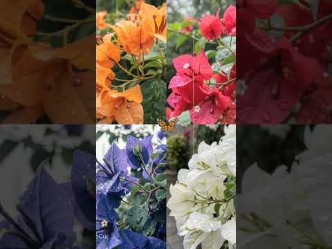I Love Flowers ❀ 💖🌸 #love #flower #aesthetic #viralvideo plz support me