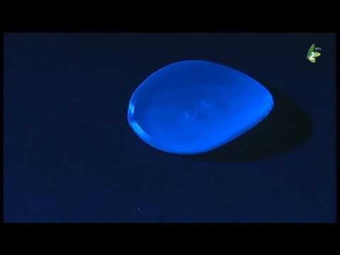 VISOKE DREVO - rajzovani film za dzeci