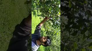 preview picture of video 'Apple farming in Himachal'