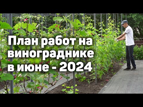 План работ на винограднике в Июне 2024