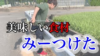 【田舎暮らし】夏の用水路で絶品グルメを捕獲！【福井】