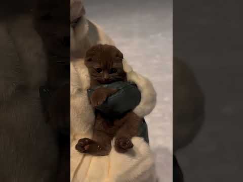 #shorts #cat_of_instagram #catsofinstagram #cat #XKBOTHble #KoWka #InIowa #HCTaKOTKW#KOTeHOK #奇迹#猫#爱