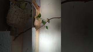 Download lagu keluarga berencana 🐣 #pleci #plecidakun#josterops #burung #burungkicau #aviary #aviarymini mp3