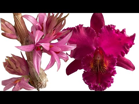 Orchid Blooms December 2022