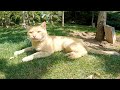 The Old Orange Cat Is Resting On The Grass And Meowing For Food