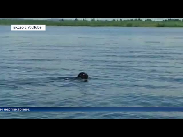 Байкальская нерпа переселилась в Ангару