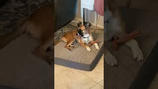 Video preview image #1 Black Mouth Cur-German Shepherd Dog Mix Puppy For Sale in Chandler, AZ, USA
