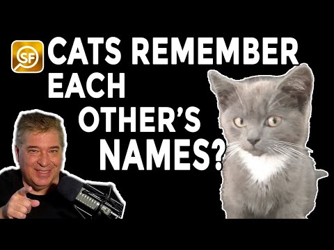 Can Cats Remember Each Other's Names? - YouTube