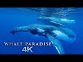 Whale Paradise 4K 1HR Underwater Ambient Nature Relaxation  Film Music For Stress Relief Sleep