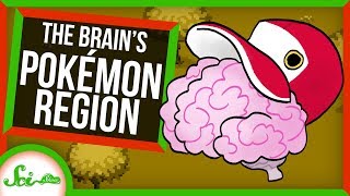 Pokémon Brain Region Reveals How Our Brains Categorize | SciShow News