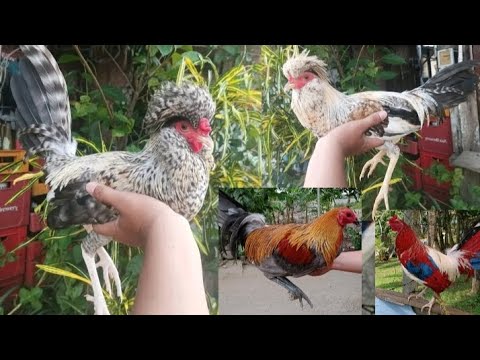 THE WONDERFUL CHICKEN BREEDS