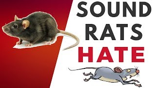 Download lagu Sound Rats Hate  | HQ mp3