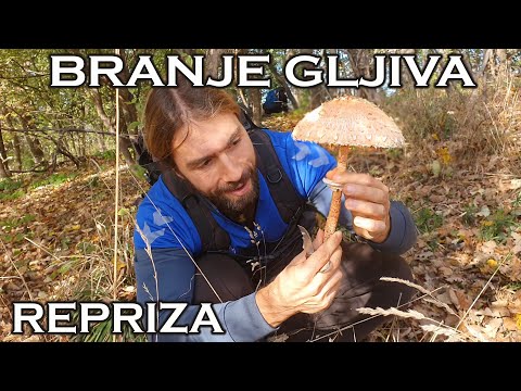 Branje gljiva na Fruškoj gori repriza
