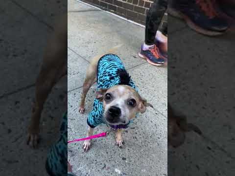Penny, an adopted Chihuahua in New York, NY_image-1