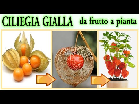 download lagu mp3 mp4 Alchechengi, download lagu Alchechengi gratis, unduh video klip Alchechengi