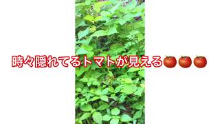 庭に生えてる植物とかを取った