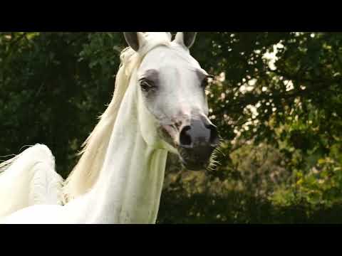 EUZONA - (Om El Bellissimo x Euzetia), 2011 Mare