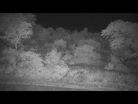 Djuma: Hippo leaving - 02:12 - 01/27/2022