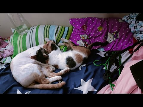 KARA & KELVIN SWEETEST SIBLING | VLOG 73